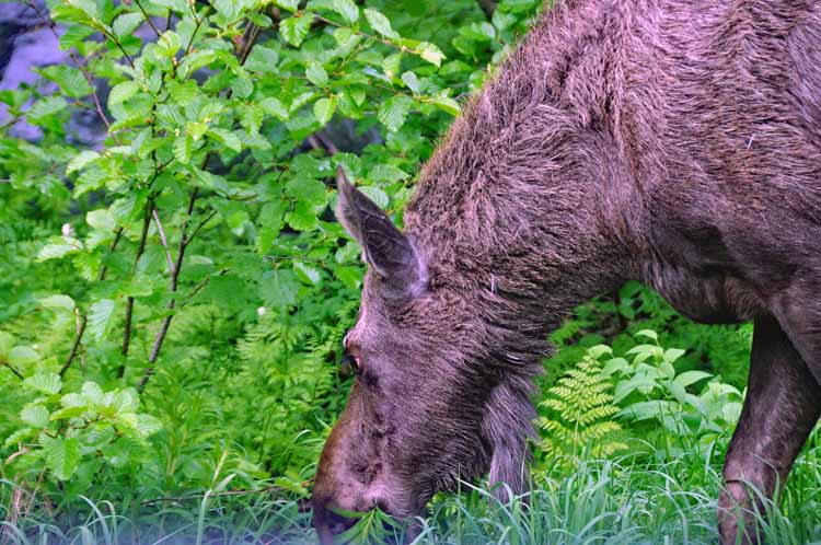moose